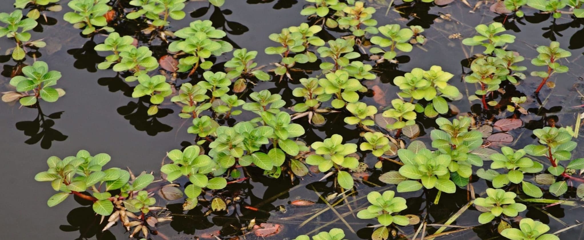 Water Primrose Sampling